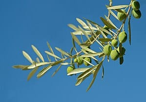 triada mediterranea